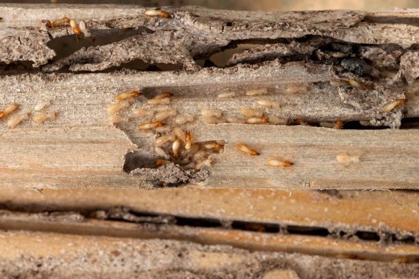 Best Wasp Removal Services  in Summitville, IN