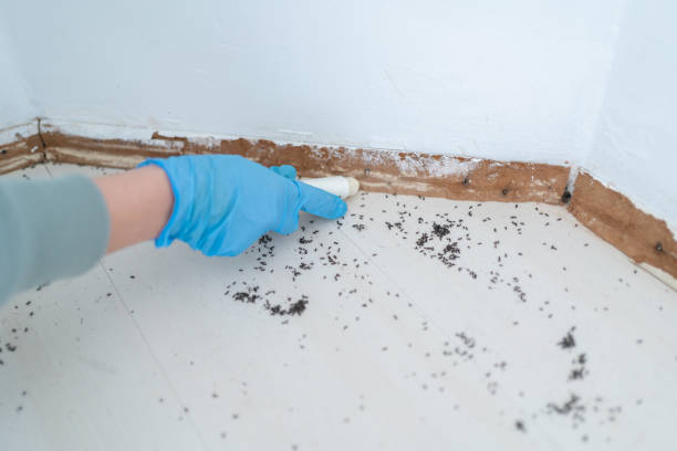 Best Emergency Pest Control  in Summitville, IN